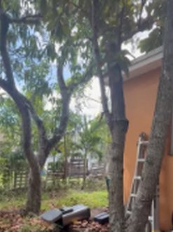Backyard with mature trees at a Prop Hunters renovation project